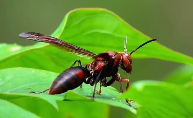 肇庆人最近见到这个东西赶紧跑,被碰一下可能会致死!_马蜂
