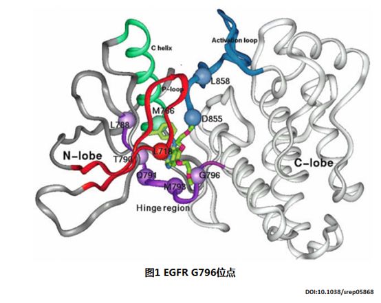当它发生突变时,从空间上干扰奥希替尼与egfr激酶结构域的结合,见图2