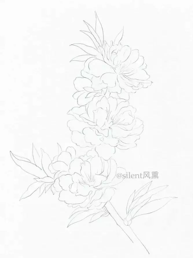 手绘微课堂唯美线描花卉小练习碧桃