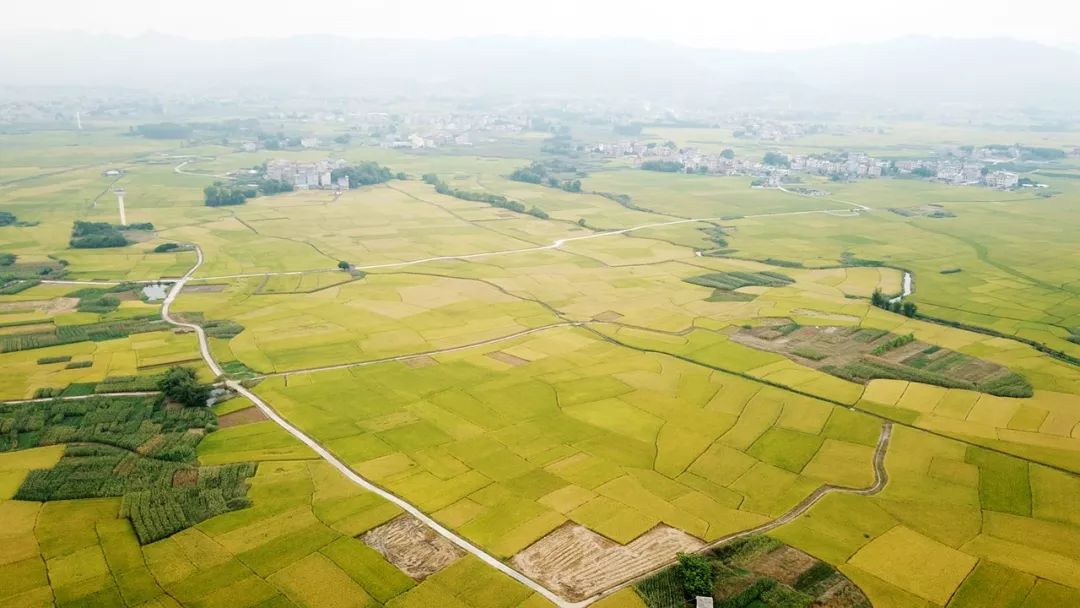 港北区富硒优质稻产业全程机械化示范区位于广西最大的冲积平原——浔