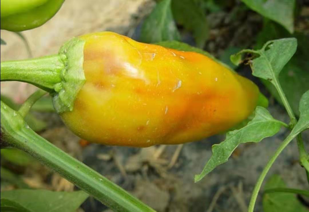 辣椒果实出现虎皮病是什么原因