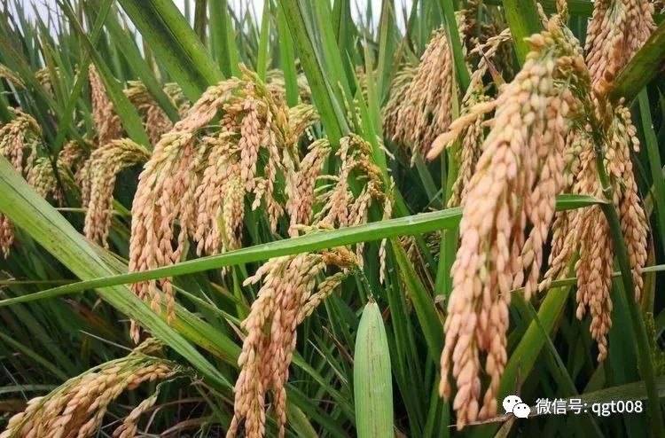 亩产过千斤的水稻—春优584!