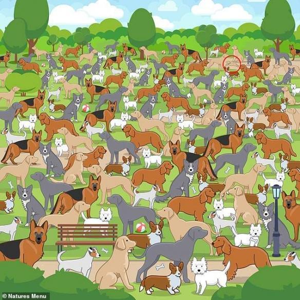 你能找到藏在鸽群中的猫吗?