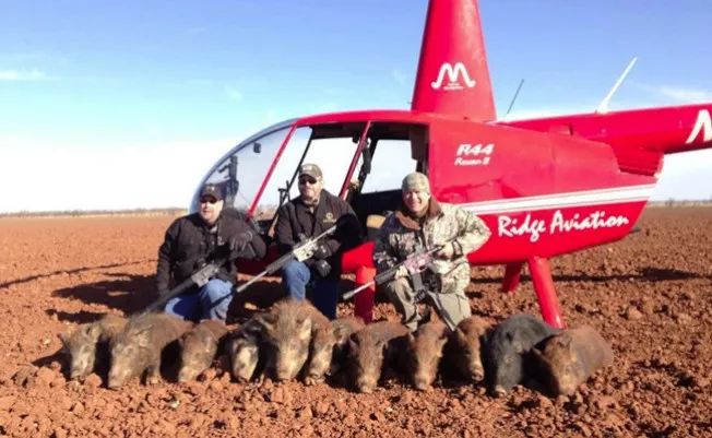 直升机飞天狩猎野猪猎杀体验观光业正夯