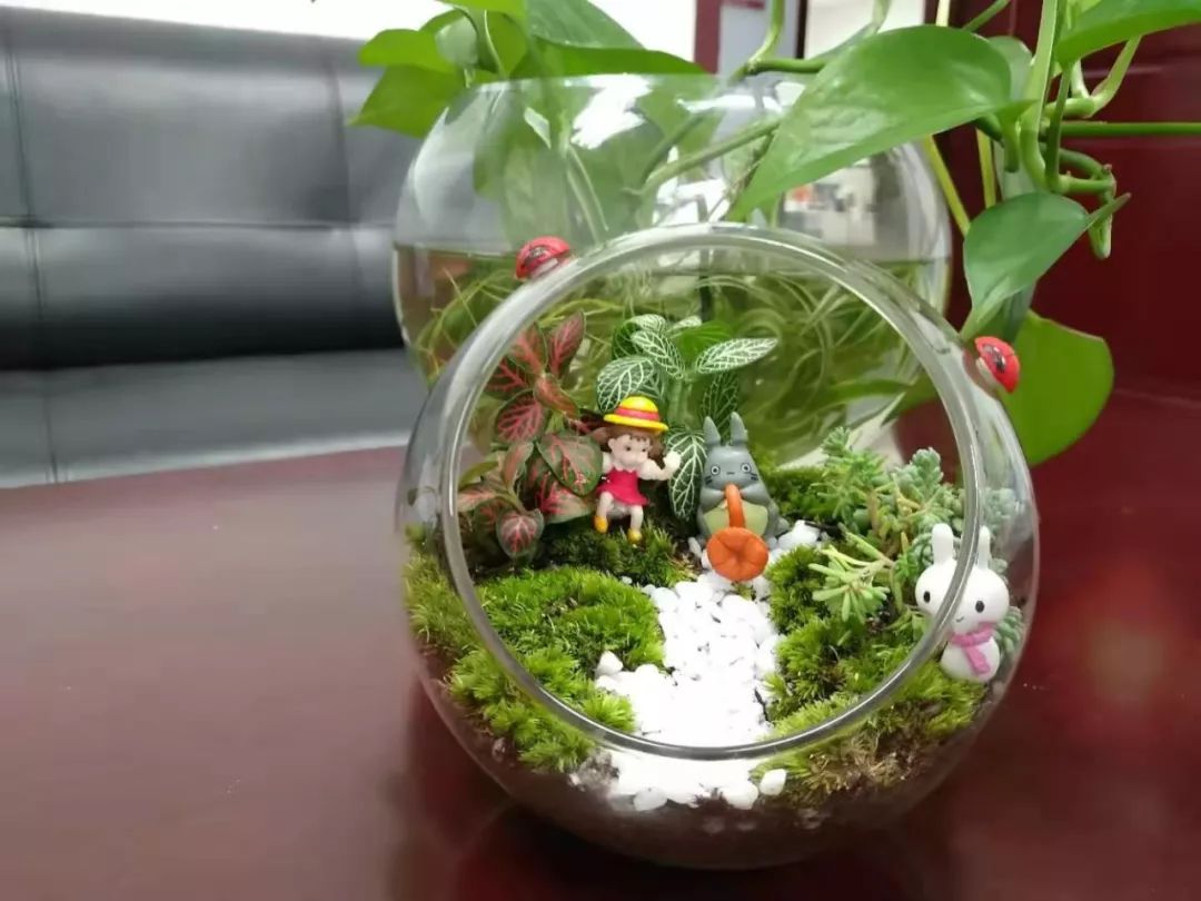 指尖的绿动绿植微景观手工制作