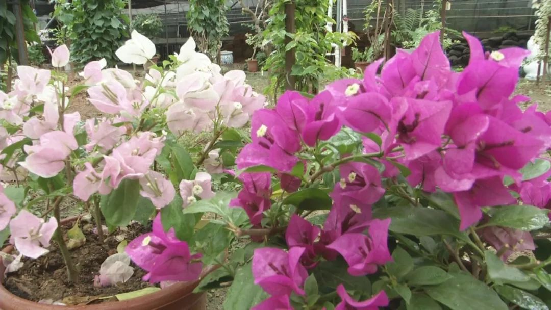 引入和培育新品宝巾花为城市景观增色添彩