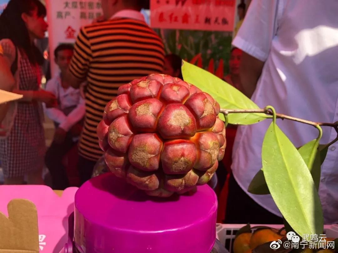 武鸣两种新奇水果很多人没吃过甚至没见过武鸣区论坛网