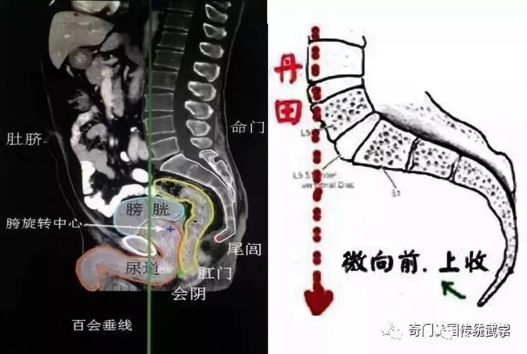 人体尾椎的准确位置图图片