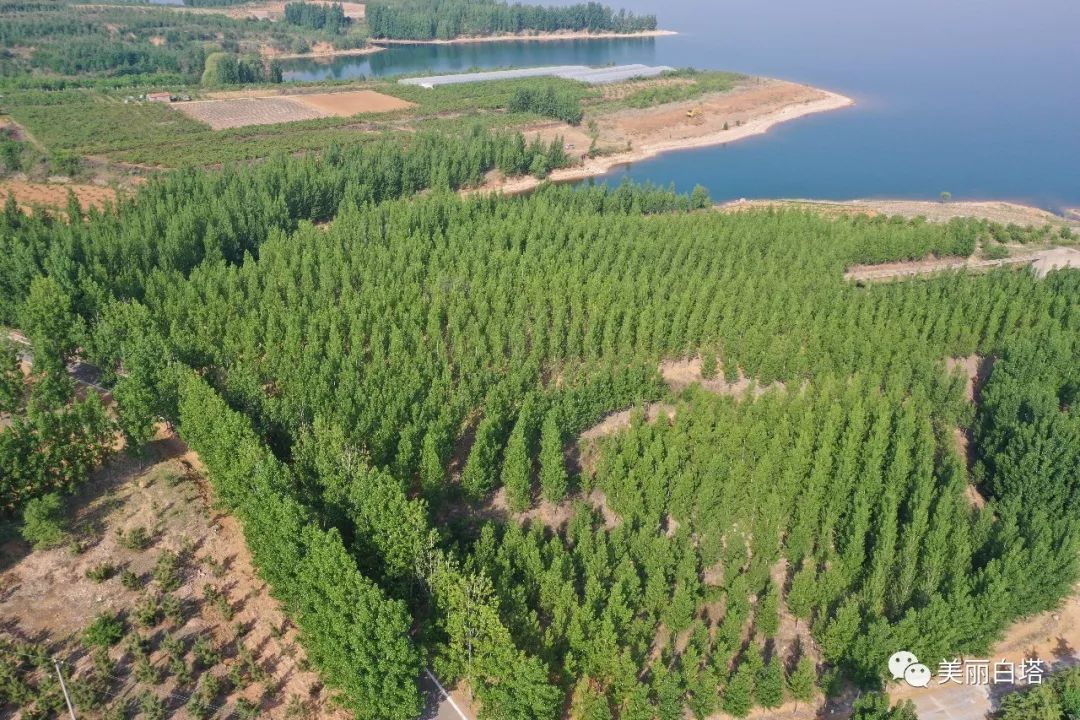 关注昌乐县高崖水库库区上榜2019年度山东省森林乡镇