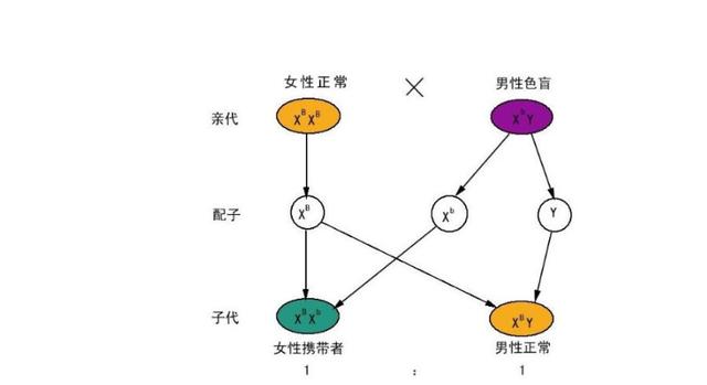 孩子的智商遗传母亲,妈妈"笨"会影响到孩子吗?看完就懂了