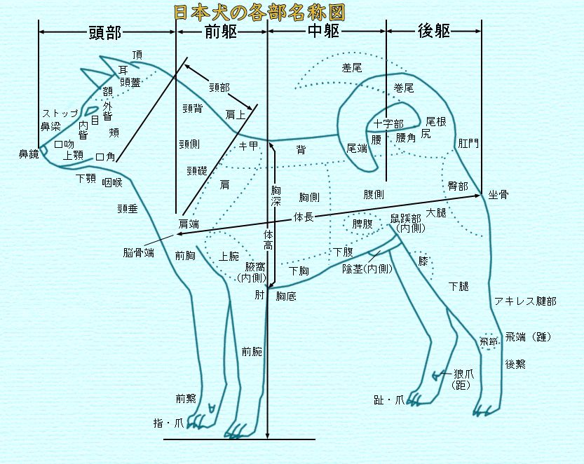 一炮而红的网红柴犬,有哪些颠覆你认知的事?