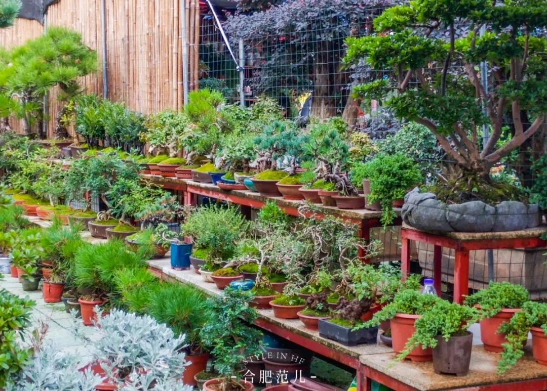 21岁的裕丰花市,藏不住老合肥的诗意生活