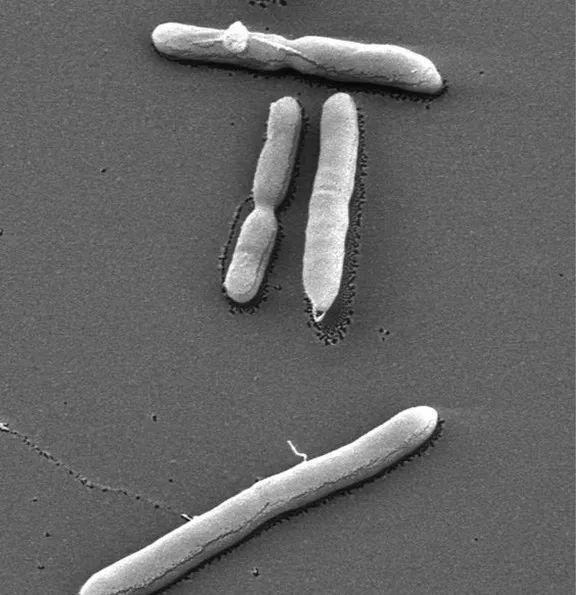 56张图片带你看看细菌到底长啥样