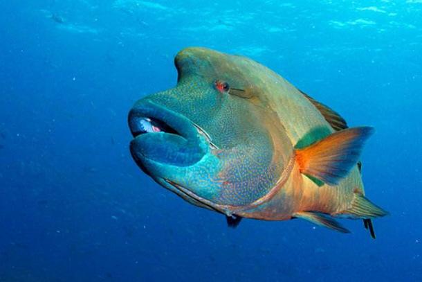 全球10大濒临灭绝的海洋动物有不少是人为原因造成你知道吗