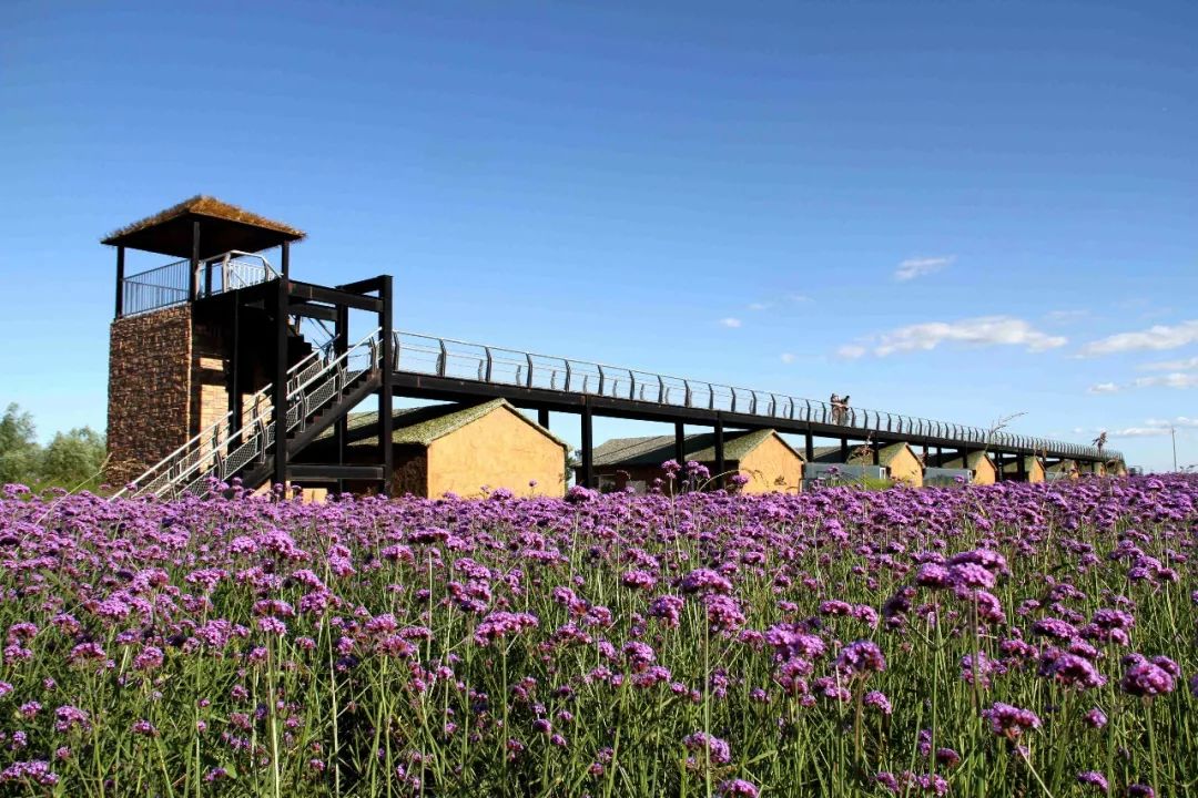 人民网探访大青山脚下的数字化蒙草大数据种业科技构建智慧生态