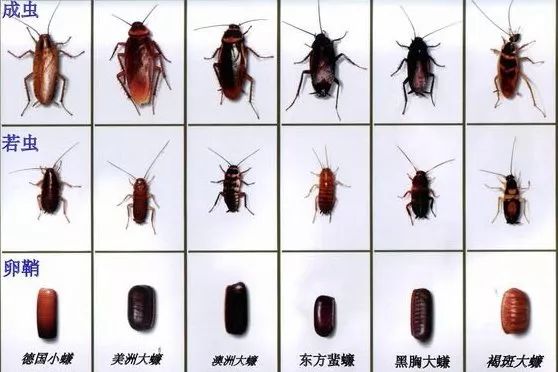 蟑螂是渐变态的昆虫,整个生活史包括卵,若虫或成虫3个时期慎入!