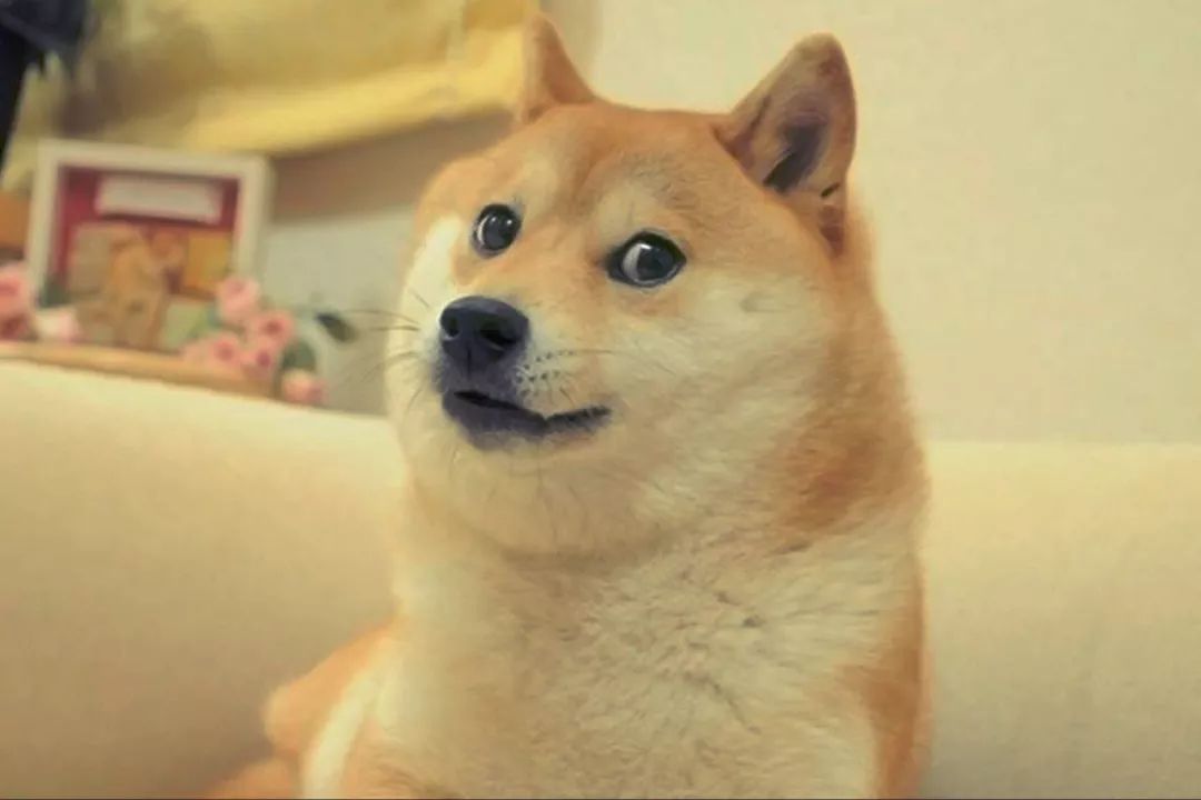 网红柴犬表情包原图图片