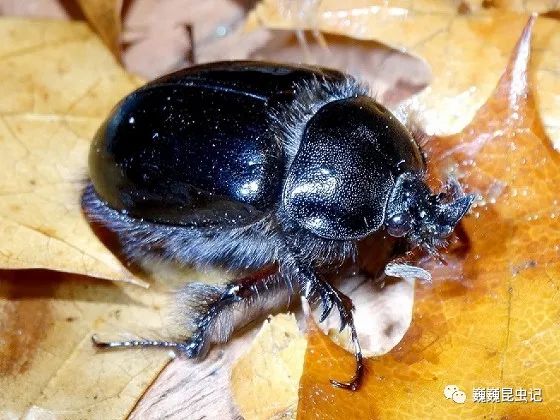 虫谱大观毛金龟