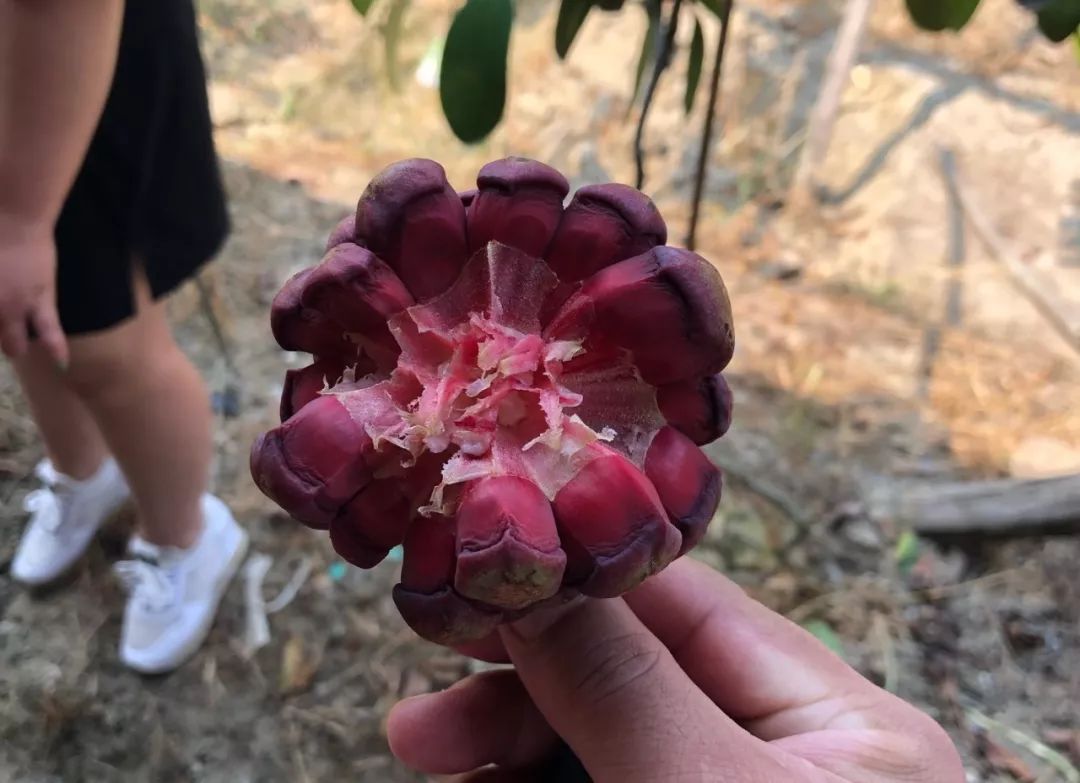 因为成熟时红色非常奇特,所以又被称为红钻.