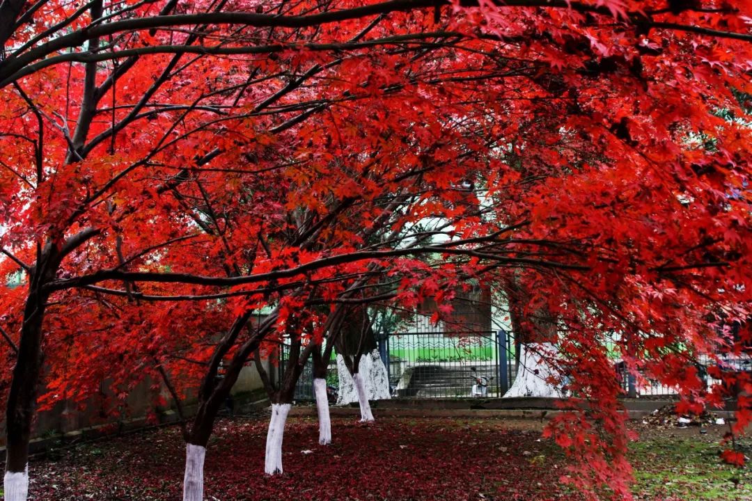 橙黄橘绿时节,江铜秋天是什么颜色?