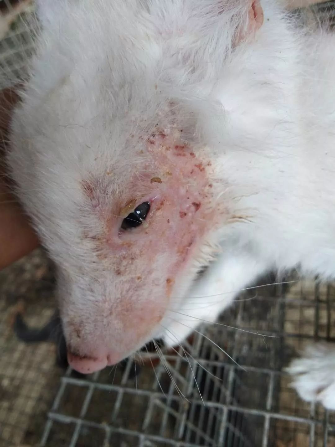 貉子脱毛掉毛咋回事如何解决