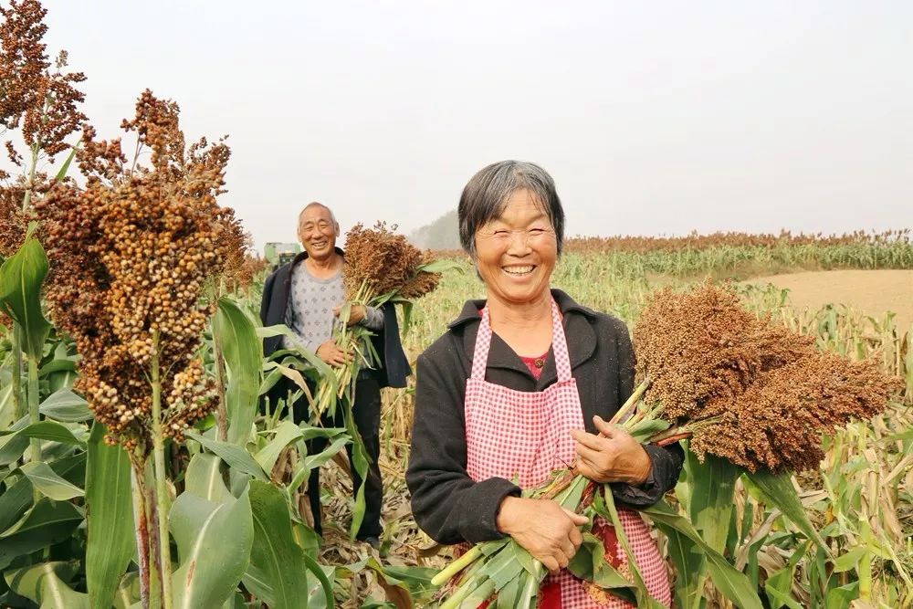 永城农村惊现10000亩红高粱收割场面难得一见