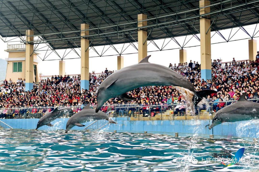 海豹稚趣表演,滑稽海狮幽默表演,海豚特技表演;2,参观:极地馆,鲸鲨