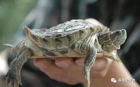 原创养龟入门的六字水过背喂鱼虾暗藏哪些玄机