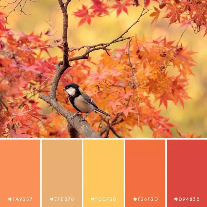 配色|大自然的调色板,一下就有了秋天的味道