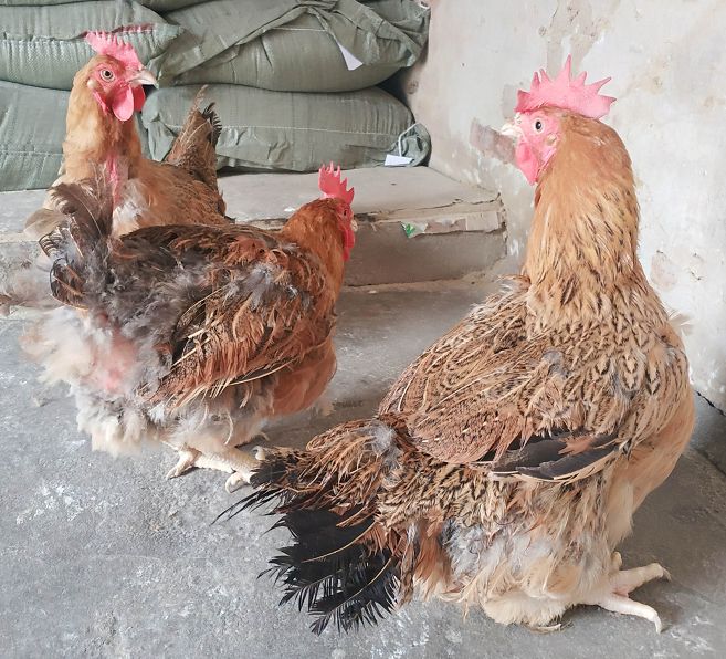 10月31日下午两湖宁乡公司天露麻老母鸡招标