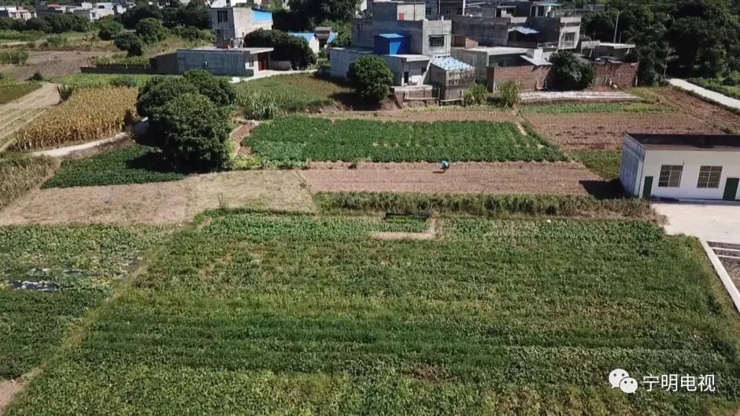 峙浪乡思陵村迎来红薯收获季