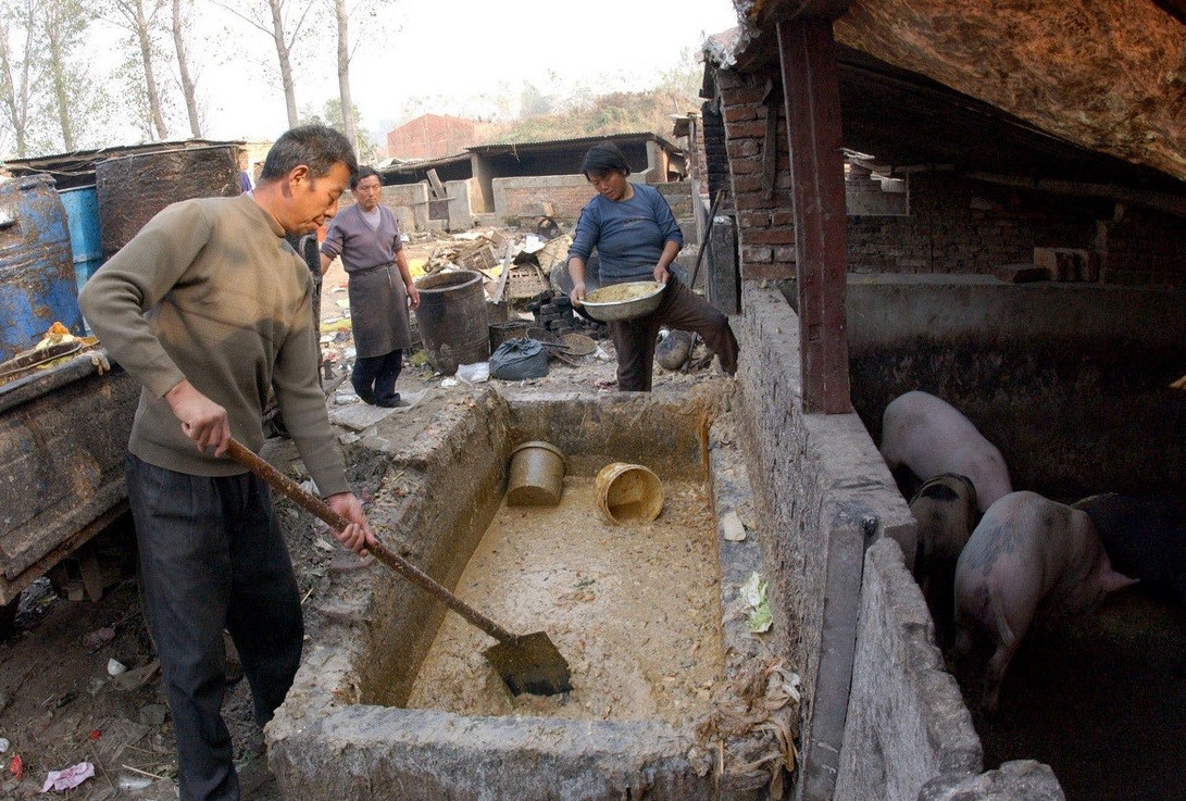 防止产后母猪撕咬仔猪的十大措施!