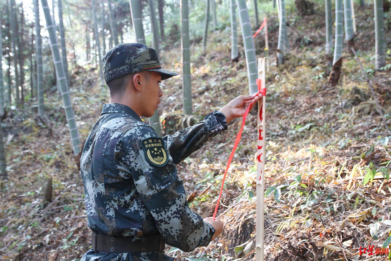 武夷山大红袍武警守护图片