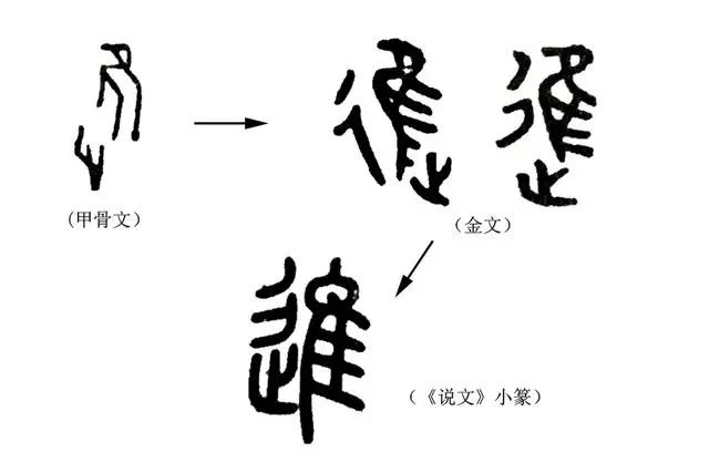 高鸿缙《字例》:(甲骨文)字从隹,从止,会意,止即脚,隹脚能進不能退