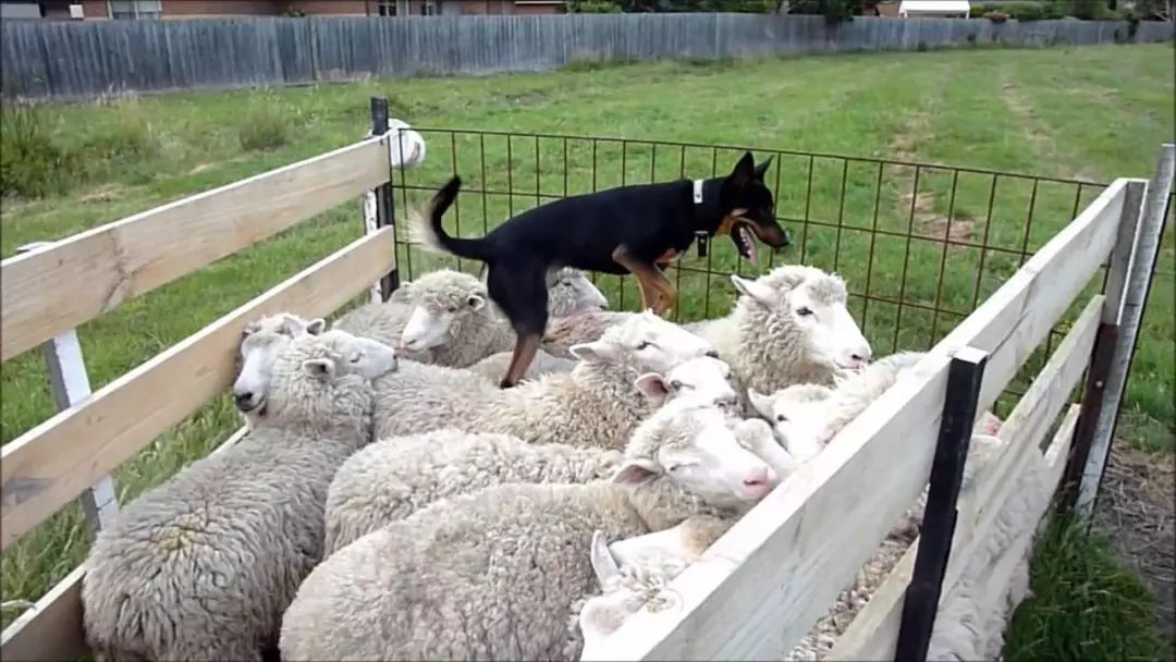 看多了奔跑的牧羊犬,那你见过跳到羊背上的牧羊犬吗?