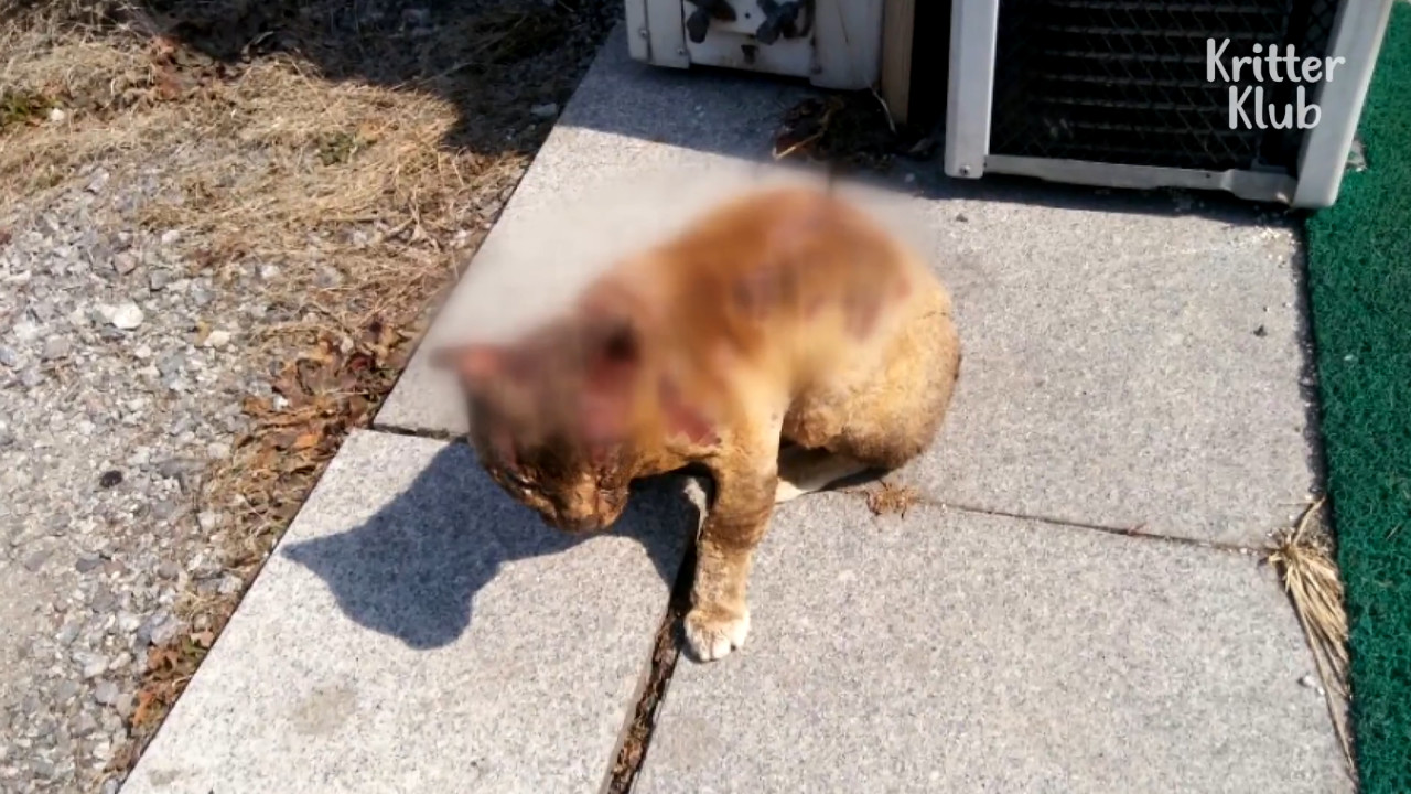 可怜,又有一只猫被人故意烧伤,最后的动作让人觉得悲怜