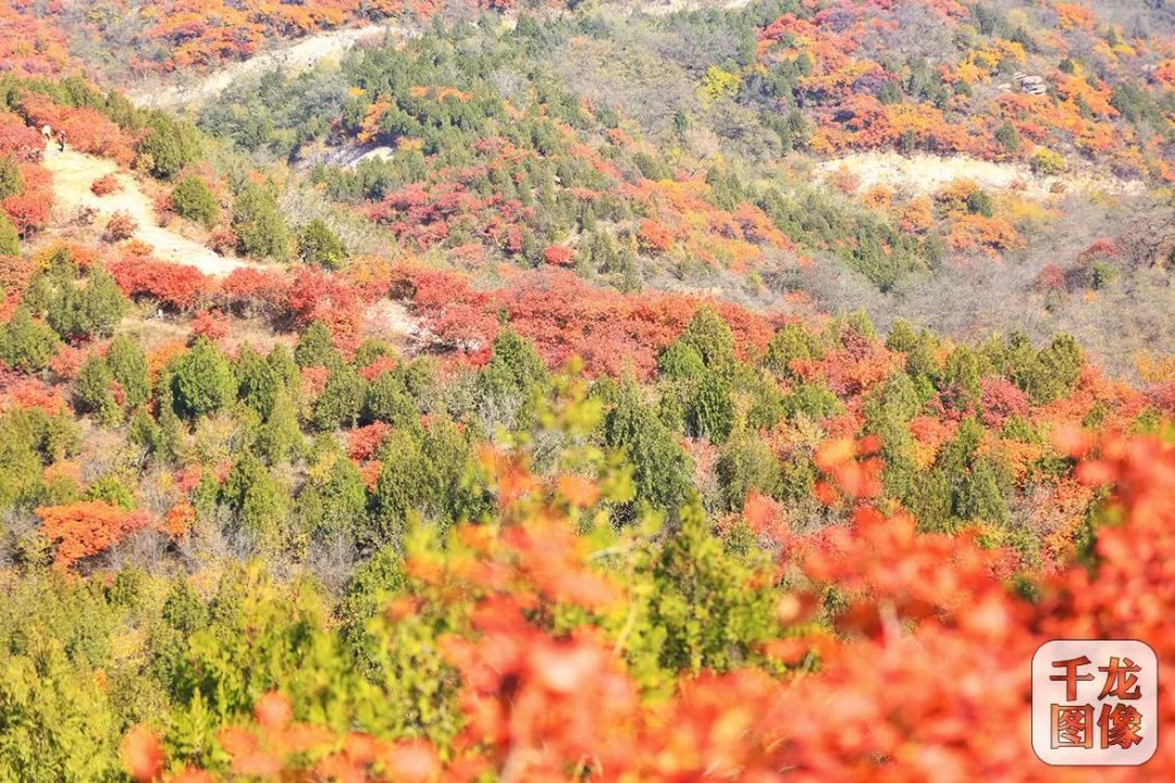 京郊赏红地北京西山国家森林公园彩叶正好