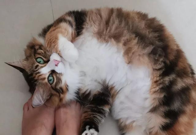 美哉我中华田园猫盛世美颜c位出道