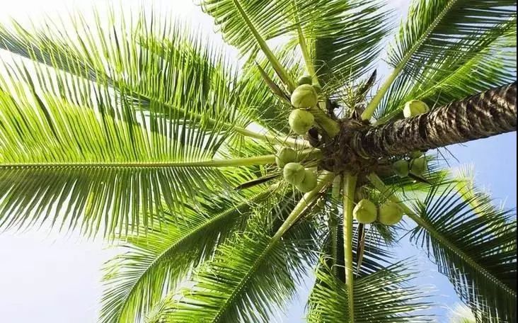 鲜为人知∣椰子靠什么传播种子?