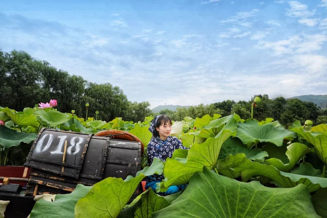 荷花荡里的乌篷船图片图片