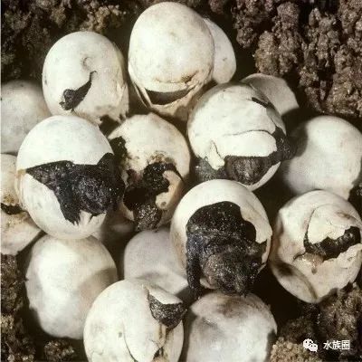 孵化龟卵把好"五关"以及乌龟孵化技术_湿度