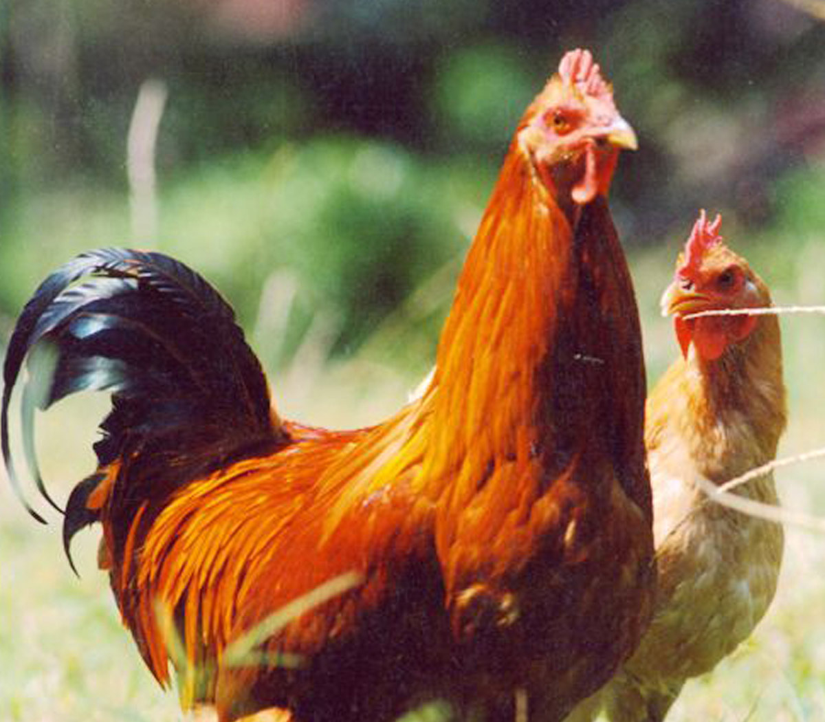 汀州第一大菜 白斩河田鸡_长汀