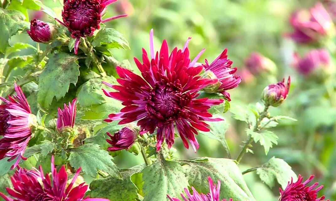 云阳这场菊花盛宴来啦地址就在这里约起来