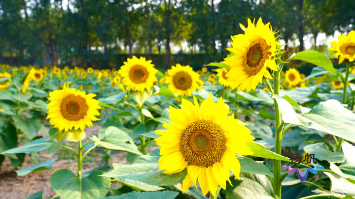 秋花盛开 秋景怡人 扬州这些地方 三醉芙蓉 正绽放 曲江