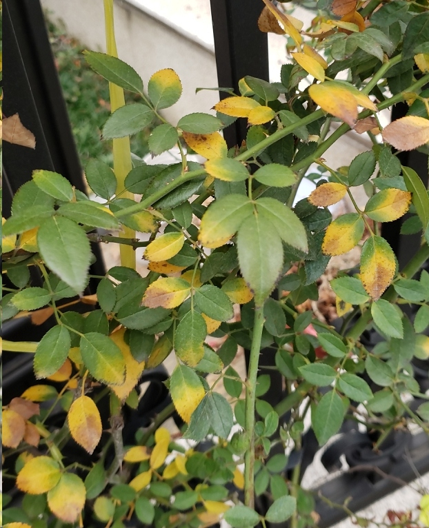 原创蓝妖月季花突然出现大量黄叶小心再不救就枯萎了