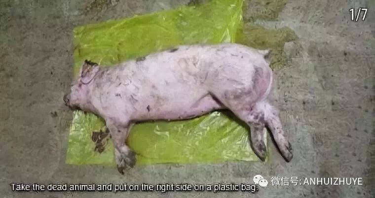 非洲猪瘟病毒现场报告