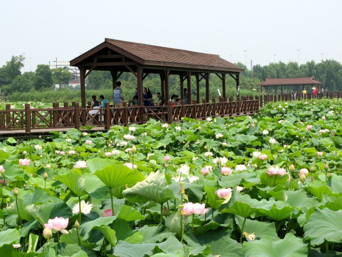 中国旅游景区大全之江苏荷塘月色湿地公园