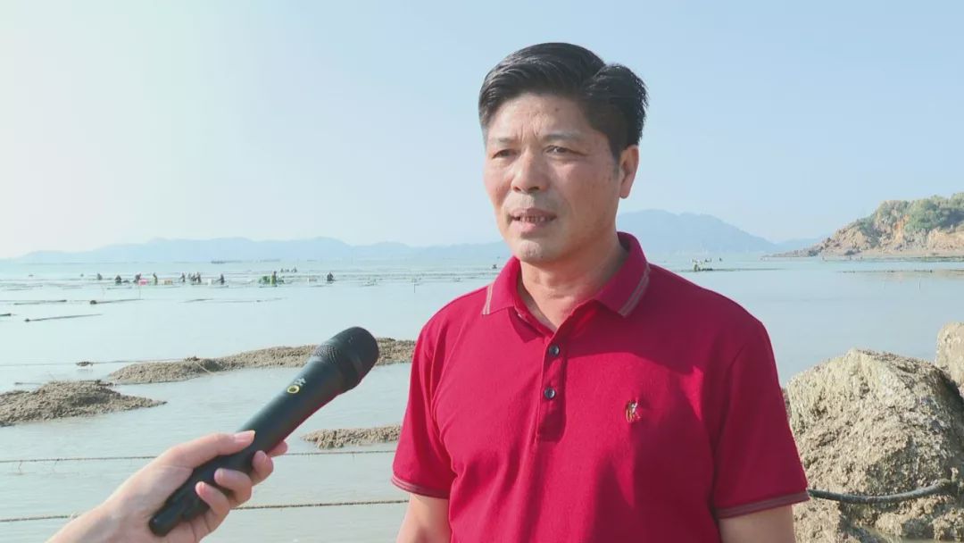 尝鲜了连江的头水紫菜上市啦