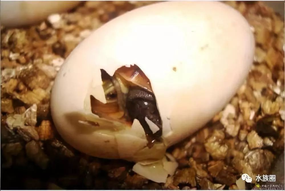 孵化龟卵把好五关以及乌龟孵化技术
