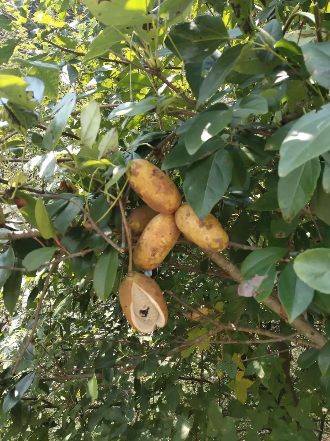 最爱关注|桂林野果大集合,吃过3种以上算你狠!